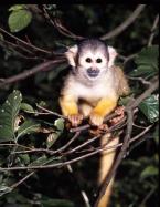 Kotul amazonský Saimiri boliviensis Black-capped squirrel monkey