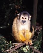 Kotul amazonský Saimiri boliviensis Black-capped squirrel monkey