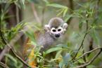 Kotul veverkovitý, Saimiri sciureus, Common squirrel monkey