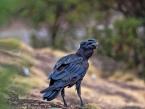 Krkavec tlustozobý, Corvus crassirostris