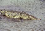 Krokodýl americký , Crocodylus acutus