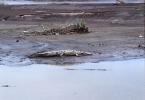 Krokodýl americký , Crocodylus acutus