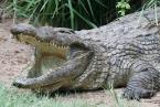 Krokodýl nilský   Crocodylus niloticus