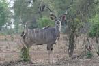 Kudu velký Tragelaphus strepsiceros Greater kudu 