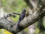 Kukačka neotropická, Crotophaga major, Great