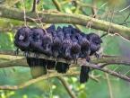 Kukačka rýhozobá, Crotophaga sulcirostris, Grove-billed ani