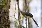 Kukalka chocholatá, Coua cristata, Crested coua