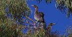 Kvakoš noční, Nycticorax n.nycticorax, Black-crowned Night Heron