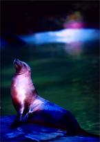 Lachtan tmavý,  Zalophus californianus,  Callifornian sealion