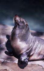 Lachtan tmavý,  Zalophus californianus,  Callifornian sealion