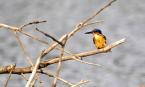 Ledňáček chocholatý, Corythornis vintsioides, Madagascar Kingfisher