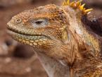 Leguán galapážský, Conolophus subcristatus, Galapagos Land Iguana