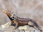 Leguán lávový, Microlophus albemarlensis, Galapagos lava lizard