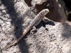 Leguán madagaskarský, Oplurus cuvieri, Madagascan collared iguana