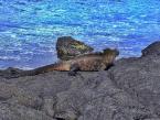 Leguán mořský, Amblyrhynchus cristatus albemarlensis, Marine Iguana 