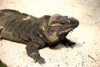 Leguán nosorohý,Cyclura cornuta, Rhinoceros iguana