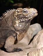 Leguán obrovský  Cyclura n.nubila