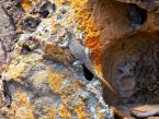 Leguán, Oplurus quadrimaculatus, Duméril's Madagascar swift