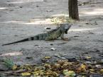 Leguán zelený, Iguana iguana, Green iguana