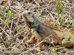 Leguán zelený, Iguana iguana, Green iguana