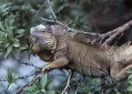 Leguán zelený, Iguana iguana