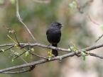 Lejsek etiopský, Melaenornis chocolatinus,  Abyssinian slaty flycatcher 