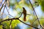 Lejskovec madagaskarský, Terpsiphone mutata, Madagascar Paradise-flycatcher 