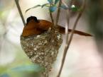 Lejskovec madagaskarský, Terpsiphone mutata, Malagasy Paradise Flycatcher