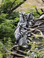Lemur kata, Lemur catta