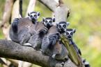 Lemur kata,  Lemur catta,  Ring-tailed Lemur 