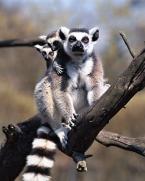 Lemur kata,  Lemur catta,  Ring-tailed Lemur               