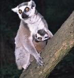Lemur kata,  Lemur catta,  Ring-tailed Lemur               