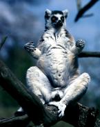 Lemur kata,  Lemur catta,  Ring-tailed Lemur               