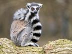 Lemur kata, Lemur catta, Ring-tailed Lemur