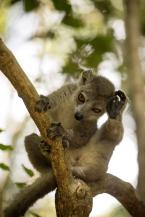 Lemur korunkatý, Eulemur coronatus, Crowned lemur 