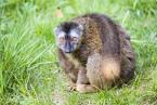 Lemur rudočelý,  Eulemur fulvus rufus,  Red-fronted Lemur 