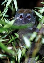 Lemur šedý, Hapalemur griseus, Gentle Lemur 