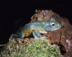 Létavka šíronohá, Rhacophorus reinwardtii,  Javan frog