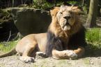 Lev indický, Panthera leo persica, Asiatic lion