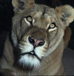 Lev  Panthera leo Lion