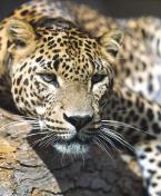 Levhart, cejlonský, Panthera pardus kotiya,  Sri Lanka Leopard 