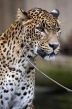 Levhart, cejlonský, Panthera pardus kotiya,  Sri Lanka Leopard 