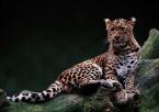 Levhart čínský, Panthera pardus japonensis,  North Chinese Leopard 