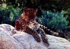 Levhart mandžuský,  Panthera pardus orientalis, Amur Leopard 