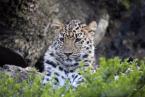 Levhart mandžuský,  Panthera pardus orientalis, Amur Leopard 