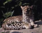 Levhart perský,  Panthera pardus saxicolor, Persian Leopard 