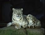 	Irbis, Panthera uncia, Snow leopard