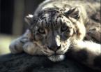 	Irbis, Panthera uncia, Snow leopard