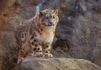 	Irbis, Panthera uncia, Snow leopard