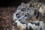 	Irbis, Panthera uncia, Snow leopard